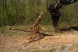 large excavator tree grubber | blue diamond